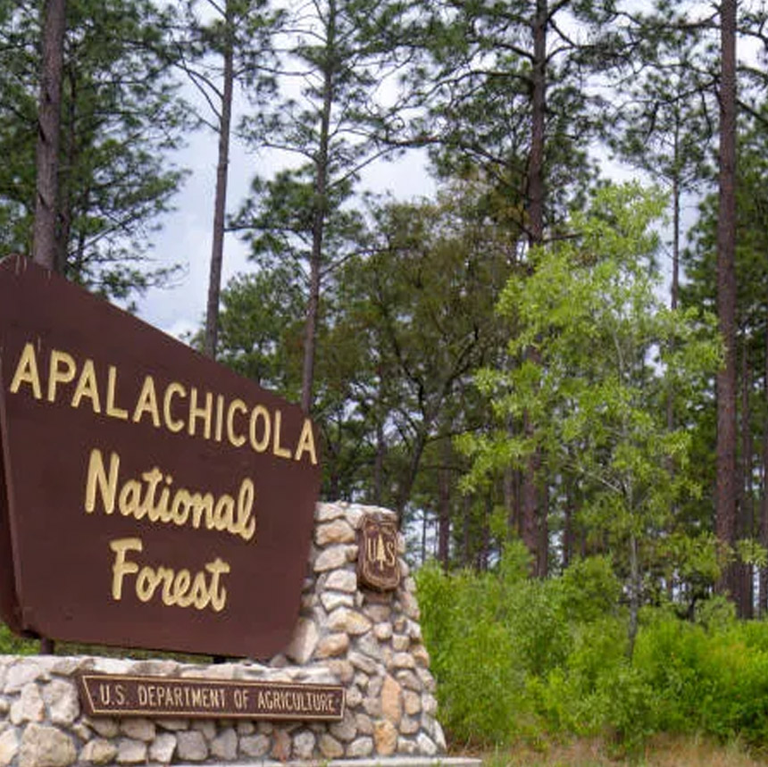 Apalachicola, Florida National Forest